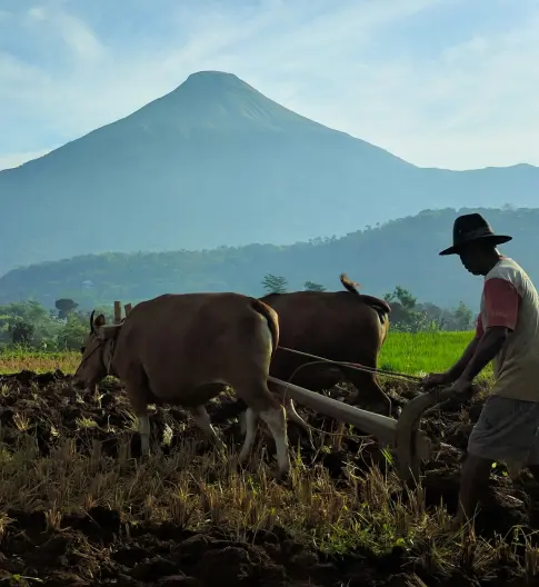 Petani Image