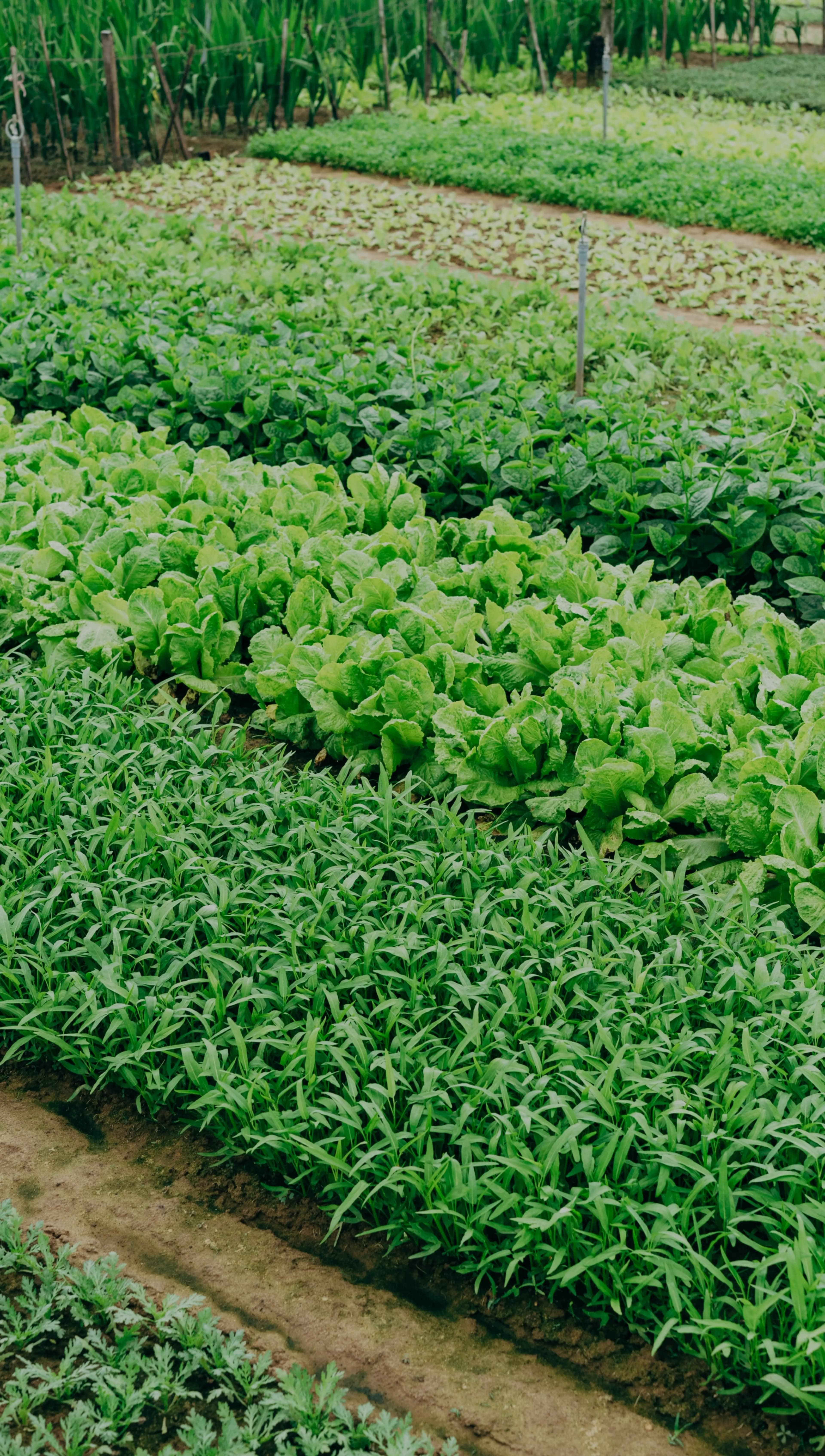 Background Sayur Image
