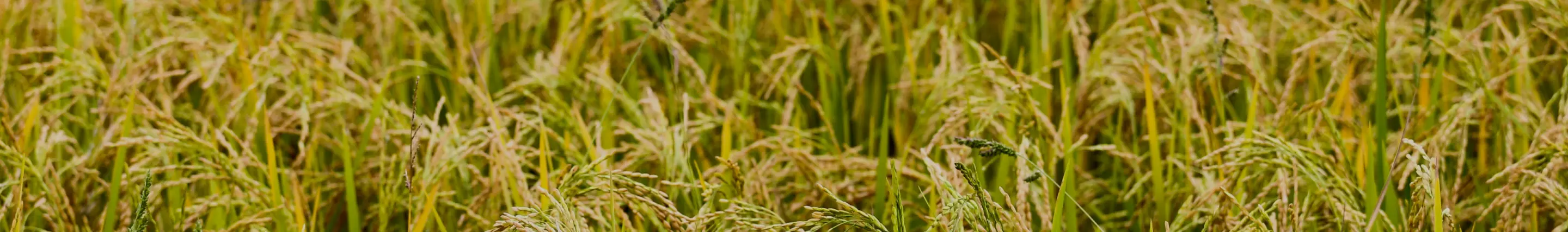 Background Padi Image