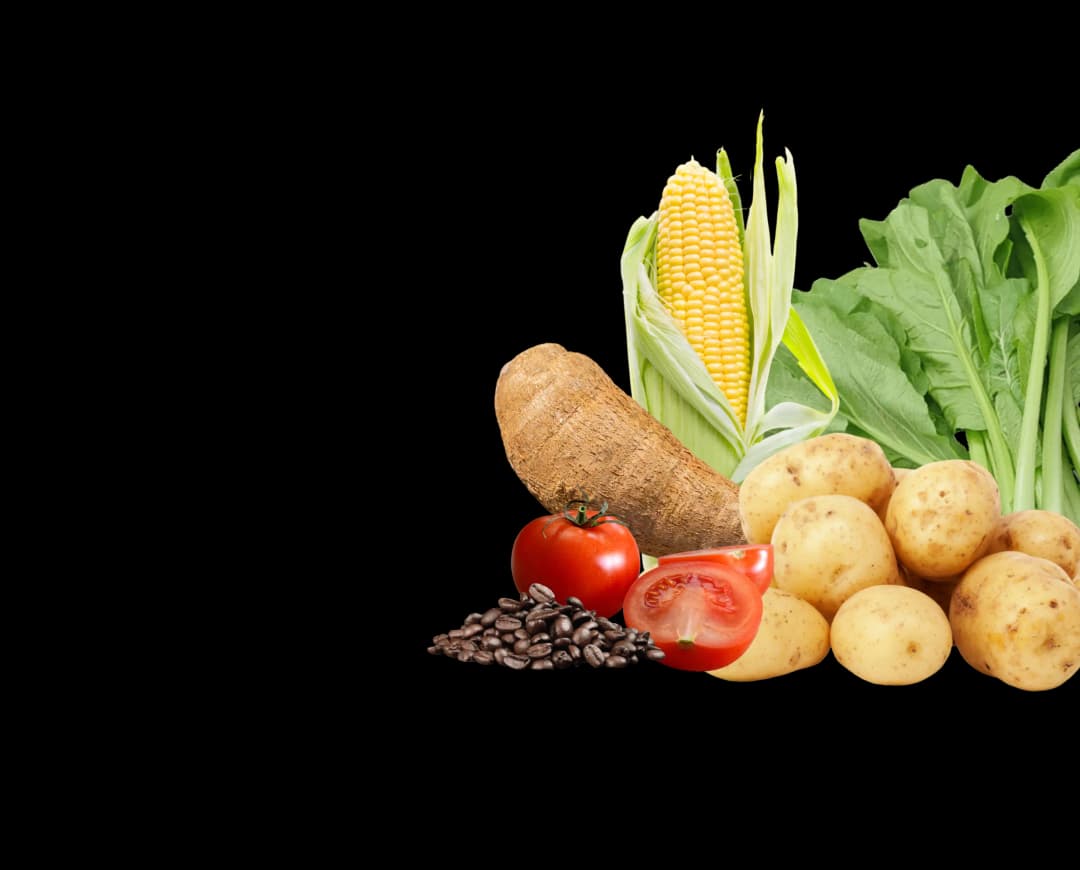sayur-2
